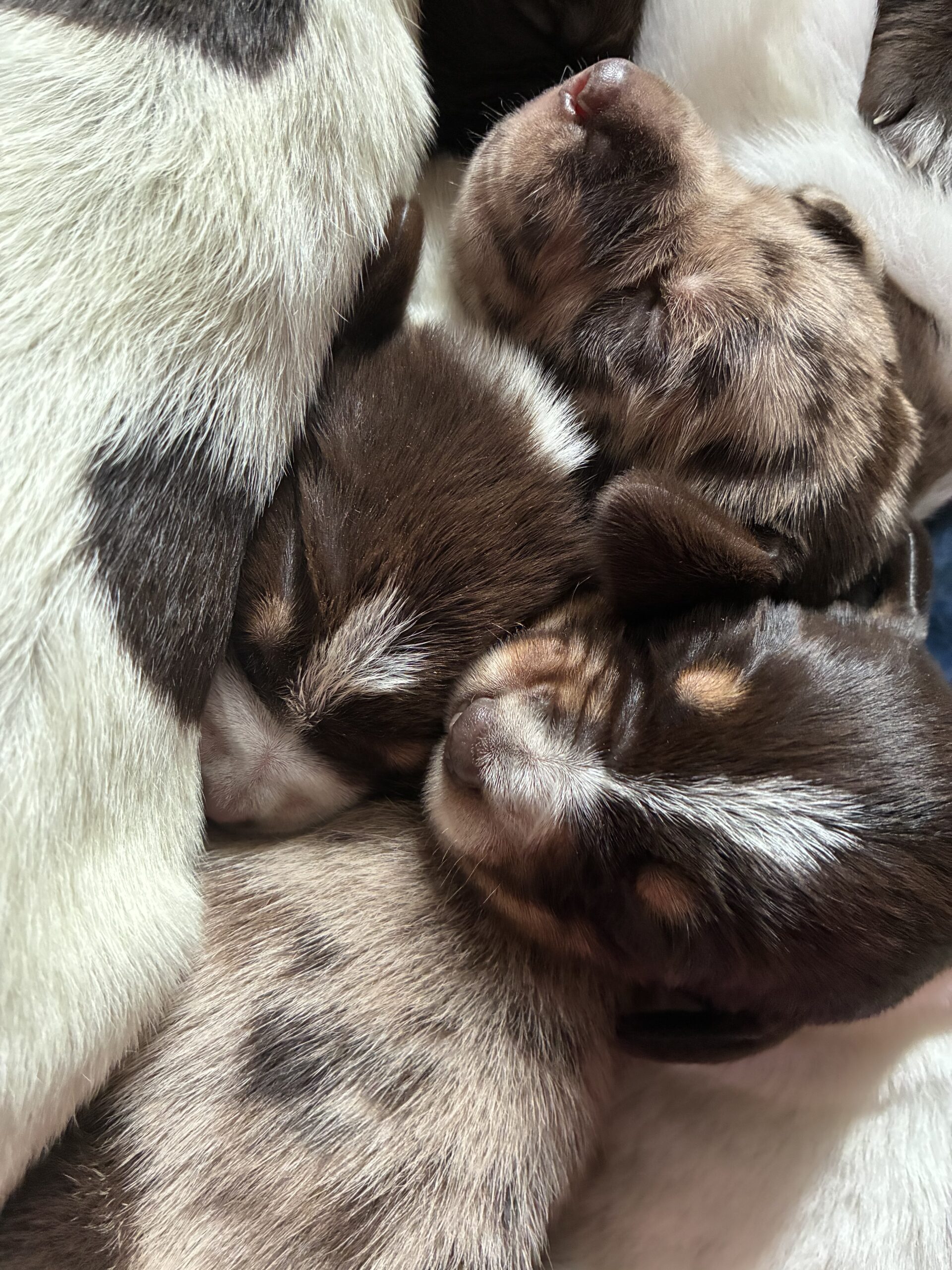 Slatonpuppies