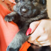 AKC German Shepherd Puppies!!
