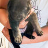 AKC German Shepherd Puppies!!