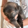 AKC German Shepherd Puppies!!