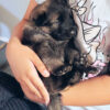 AKC German Shepherd Puppies!!