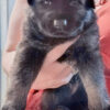 AKC German Shepherd Puppies!!
