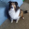 Shetland sheepdogs AKC registered puppies