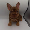 French bulldog