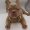 French bulldog