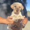 Dudley Lab