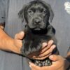 Hunting Lab