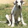 Great Dane male and female pups