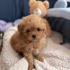 Perfect Pomapoo Girl