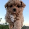 Playful Pomapoo Boy 8 weeks need to go to forever home soon