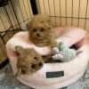 Who can take me home? Pomapoo Boy 9 weeks looking for forever home!