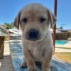 Yellow Male AKC Registered Labrador Retriever