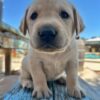 Yellow Male AKC Registered Labrador Retriever