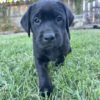 Black Female AKC Registered Labrador Retriever