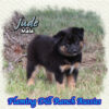 Jude ~ Small Mini Black Tri Aussie Male