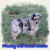 Kona ~ Toy Blue Merle Aussie Female
