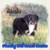 Mocha ~ Toy Black Tri Aussie Female