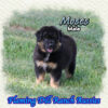 Moses ~ Mini Black Tri Aussie Male