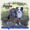Pardon ~ Toy Blue Merle Aussie Male