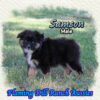 Samson ~ Small Mini Black Tri Aussie Male