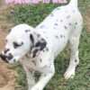 Dalmatian Pink Girl