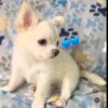 Chihuahua Longcoat Boy
