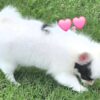Chihuahua Longcoat Girl 2
