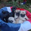 Powder Puff is my name! My grandpa was an AKC Grand Champion WInner!