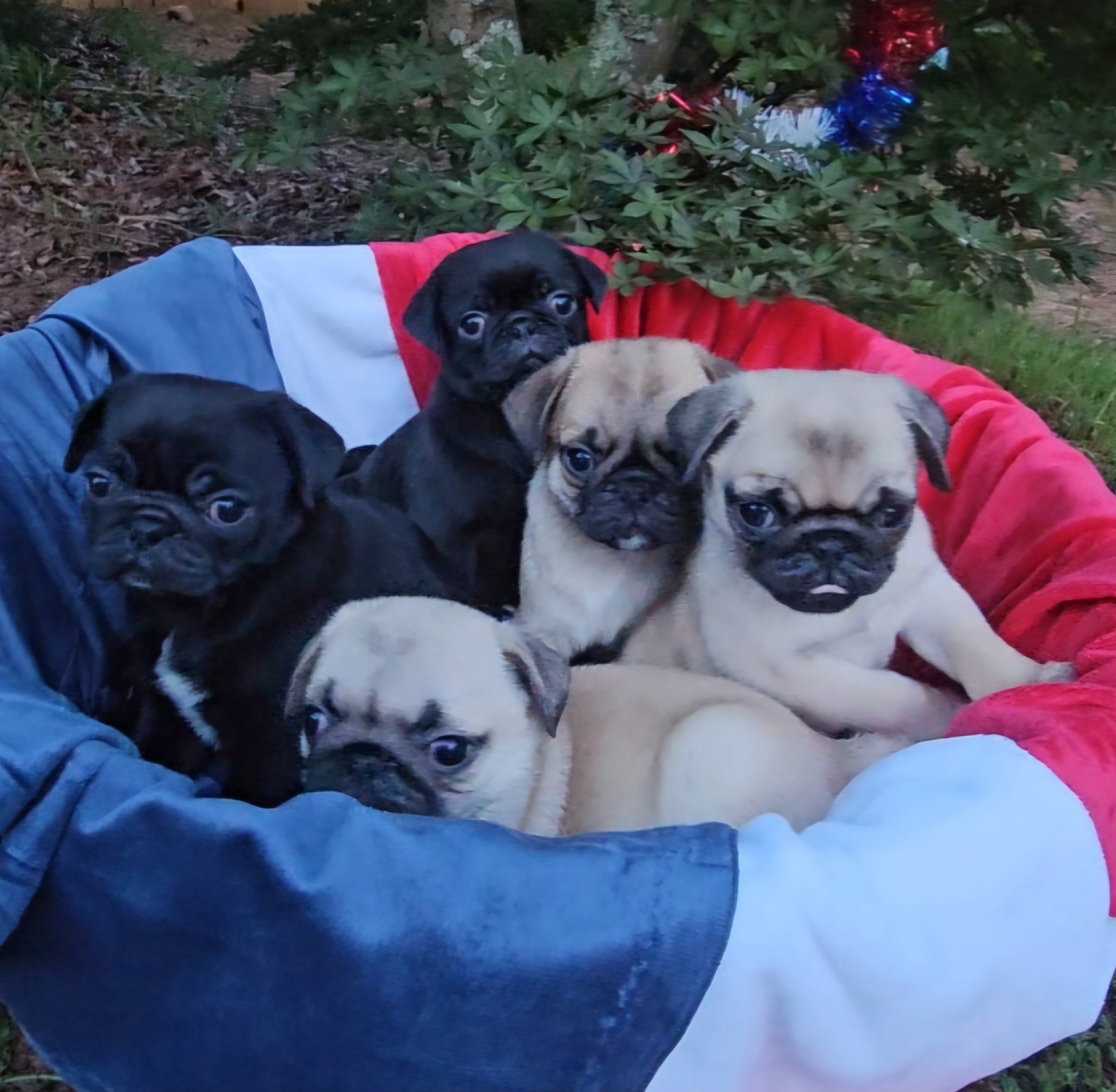 Grumbleofpug