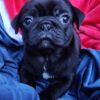 Powder Puff is my name! My grandpa was an AKC Grand Champion WInner!