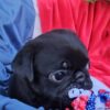 Hello! My name is Flint- My grandpa is an AKC Grand Champion WInner!