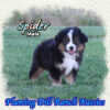 Spider ~ Toy Black Tri Aussie Male