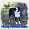 Tevis ~ Toy / Small Mini Blue Eyed Black Tri Aussie Male