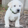 Male Yellow Labrador Retriever
