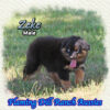 Zeke ~ Small Mini Black Tri Aussie Male