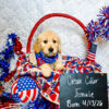 Therapy Goldendoodle