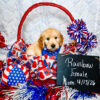 Therapy Goldendoodle