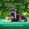 german shepherd female puppy