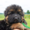 german shepherd male green collar