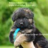 german shepherd puppy