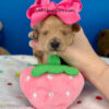 Barbie the Maltipoo