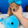 Rusty the Maltipoo