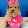 Peaches the Maltipoo