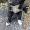 Female Black Newfoundland