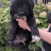 10 week old black Newfie