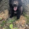 Male Newfie Puppy