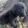Male Newfie