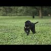 AKC black lab