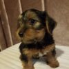 Beautiful Yorkie male