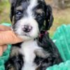 Mini Bernedoodle